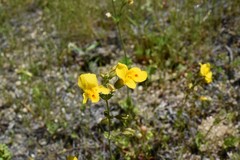Erythranthe microphylla