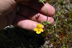 Erythranthe microphylla