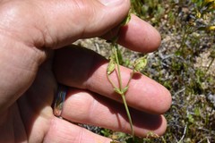 Erythranthe microphylla