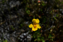 Erythranthe microphylla
