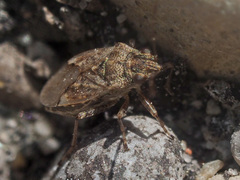 Nysius thymi