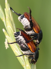 Anisoplia austriaca