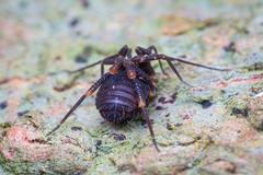 Zalmoxidae