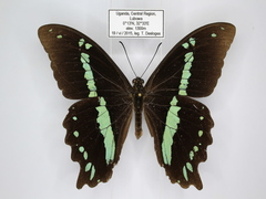 Papilio nireus