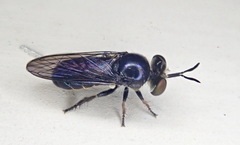 Cerotainia macrocera