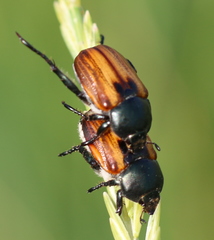 Anisoplia austriaca