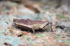 Eurymorphopus bolivariensis