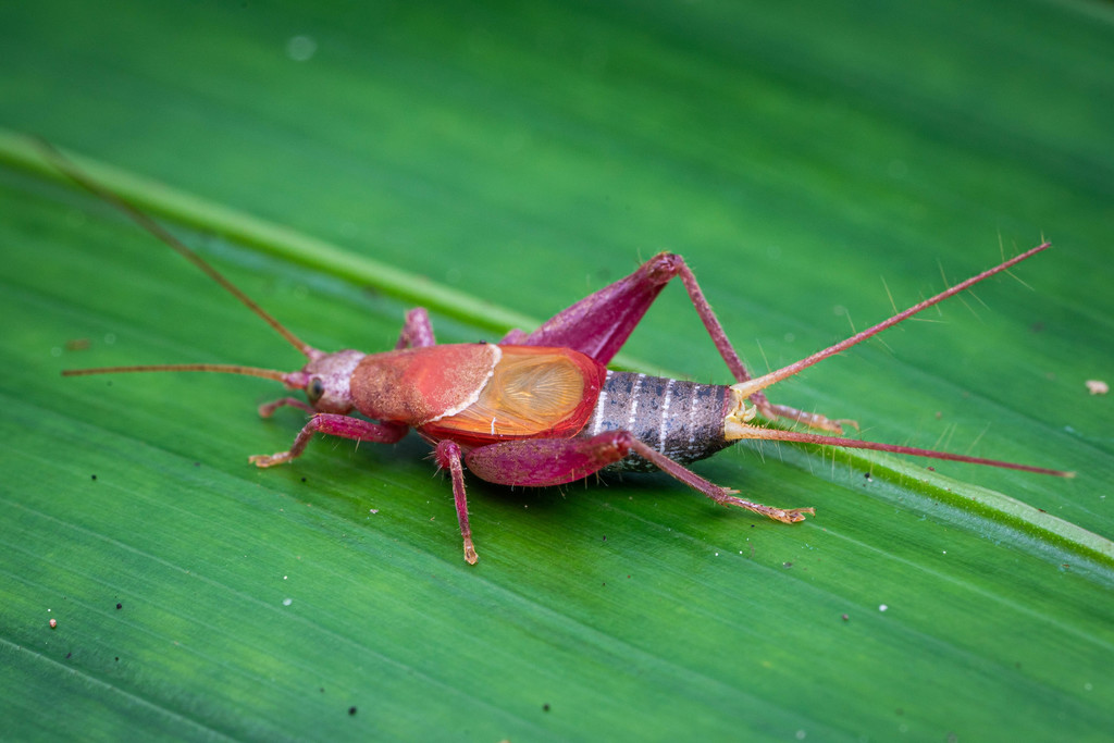 True Crickets and Allies