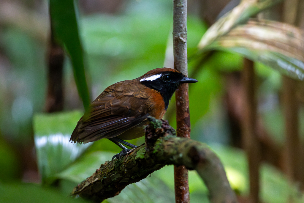 Chestnut-belted Gnateater