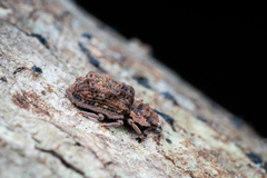 Zopheridae