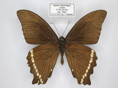 Papilio nireus
