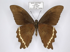 Papilio nireus
