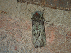Macrurocampa marthesia