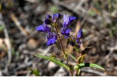 Collinsia torreyi