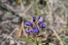 Collinsia torreyi