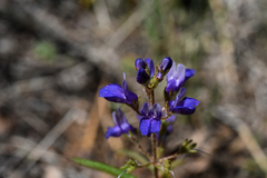 Collinsia torreyi