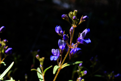 Collinsia torreyi