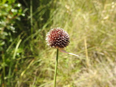 Allium vineale compactum