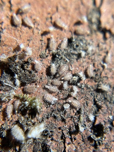 Millipede