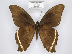 Papilio nireus
