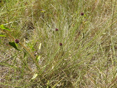 Allium vineale compactum