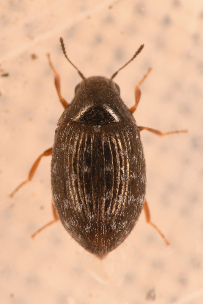 Metallic Pill Beetle