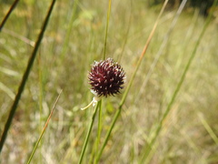 Allium vineale compactum