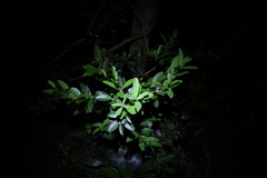 (c) 林正文, some rights reserved (CC BY) Buxus liukiuensis, photograph (c) 林正文, some rights reserved (CC BY)