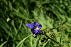 Polemonium occidentale occidentale