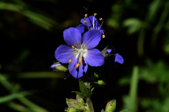 Polemonium occidentale occidentale
