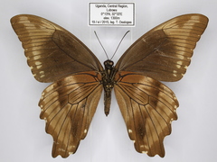 Papilio nireus