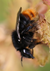 Bombus ruderarius