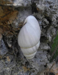 Zebrina detrita