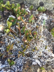 Harrimanella hypnoides