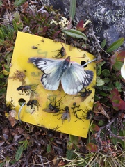 Colias tyche werdandi