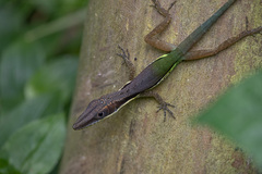 Henderson's Anole photo 3