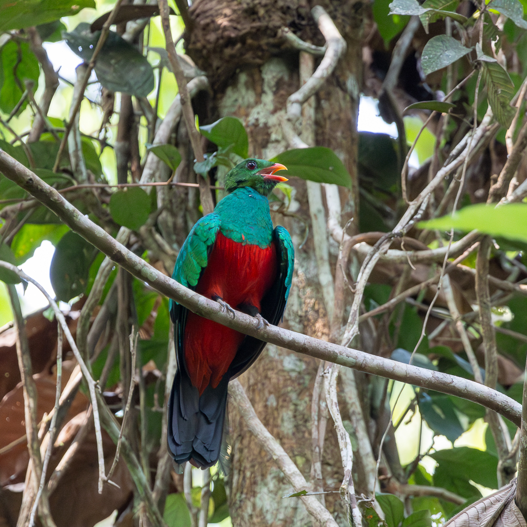 Pavonine Quetzal