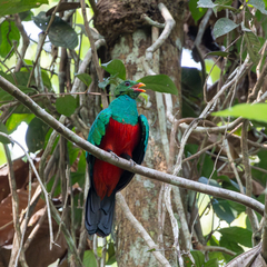Pavonine Quetzal photo 1
