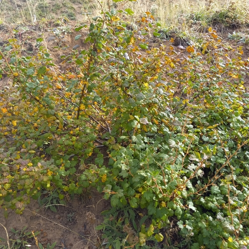 Watson's Gooseberry (Ribes watsonianum)