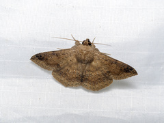 Ericeia inangulata