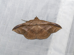 Tiruvaca subcostalis