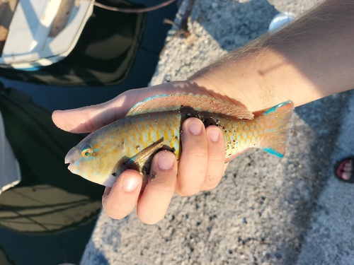 Blauwband-papegaaivis (Scarus ghobban) — Scaridae — 2