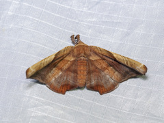 Episparis tortuosalis