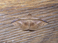 Tiruvaca subcostalis