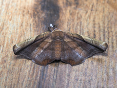 Episparis tortuosalis
