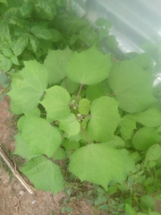 Triumfetta pentandra