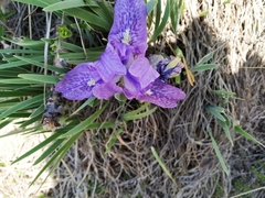 Iris kemaonensis