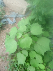 Triumfetta pentandra