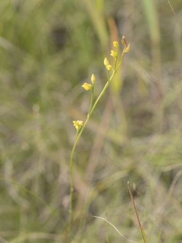 Image of Utricularia juncea by (c) Turner Brockman, some rights reserved (CC BY-SA)