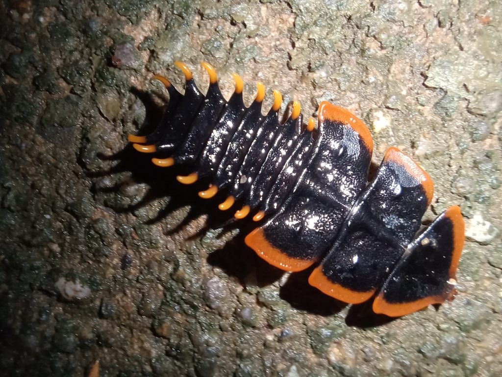 Trilobite Beetles from W8JF+W2Q, Kathu, Kathu District, Phuket 83120 ...